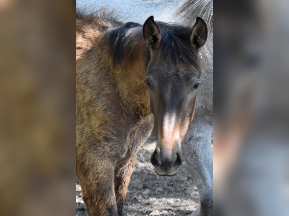 PRE Mix Stallion 1 year Grey in Guimar&#xE3;es, Braga