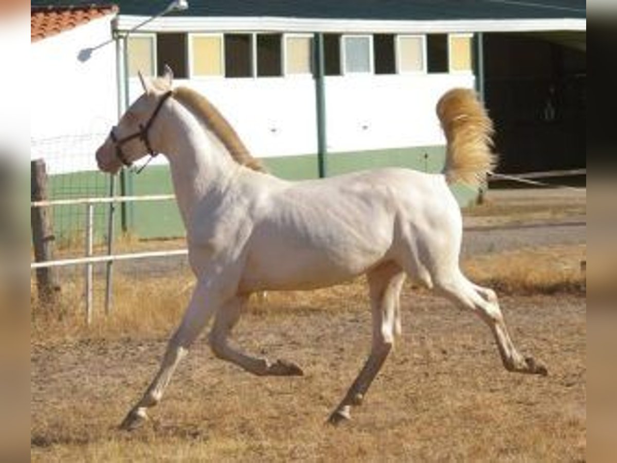 PRE Mix Stallion 1 year Overo-all-colors in Madrid