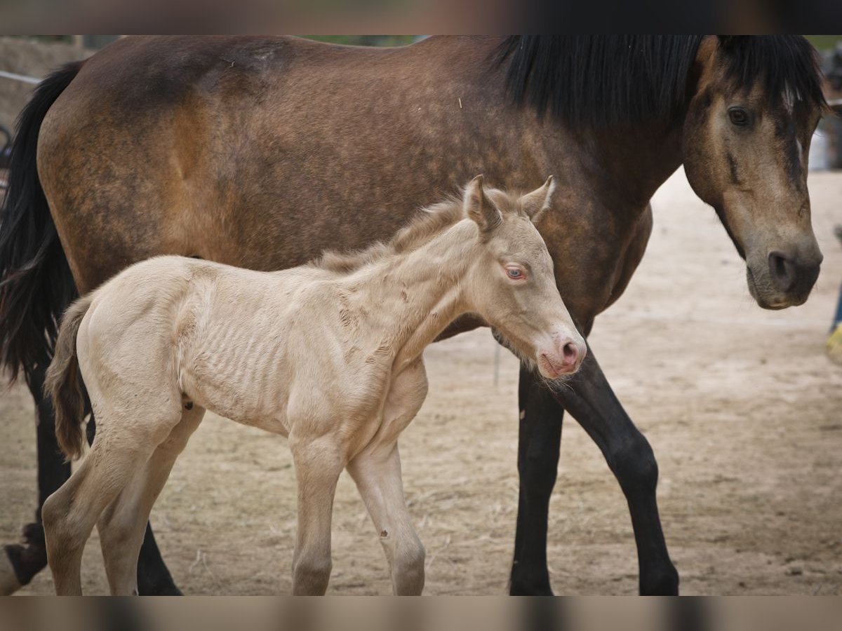 PRE Stallion 1 year Perlino in Alcoi/Alcoy