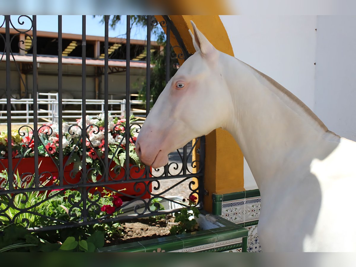 PRE Stallion 1 year Perlino in Madrid PRE Stallion 1 year Perlino in Madrid