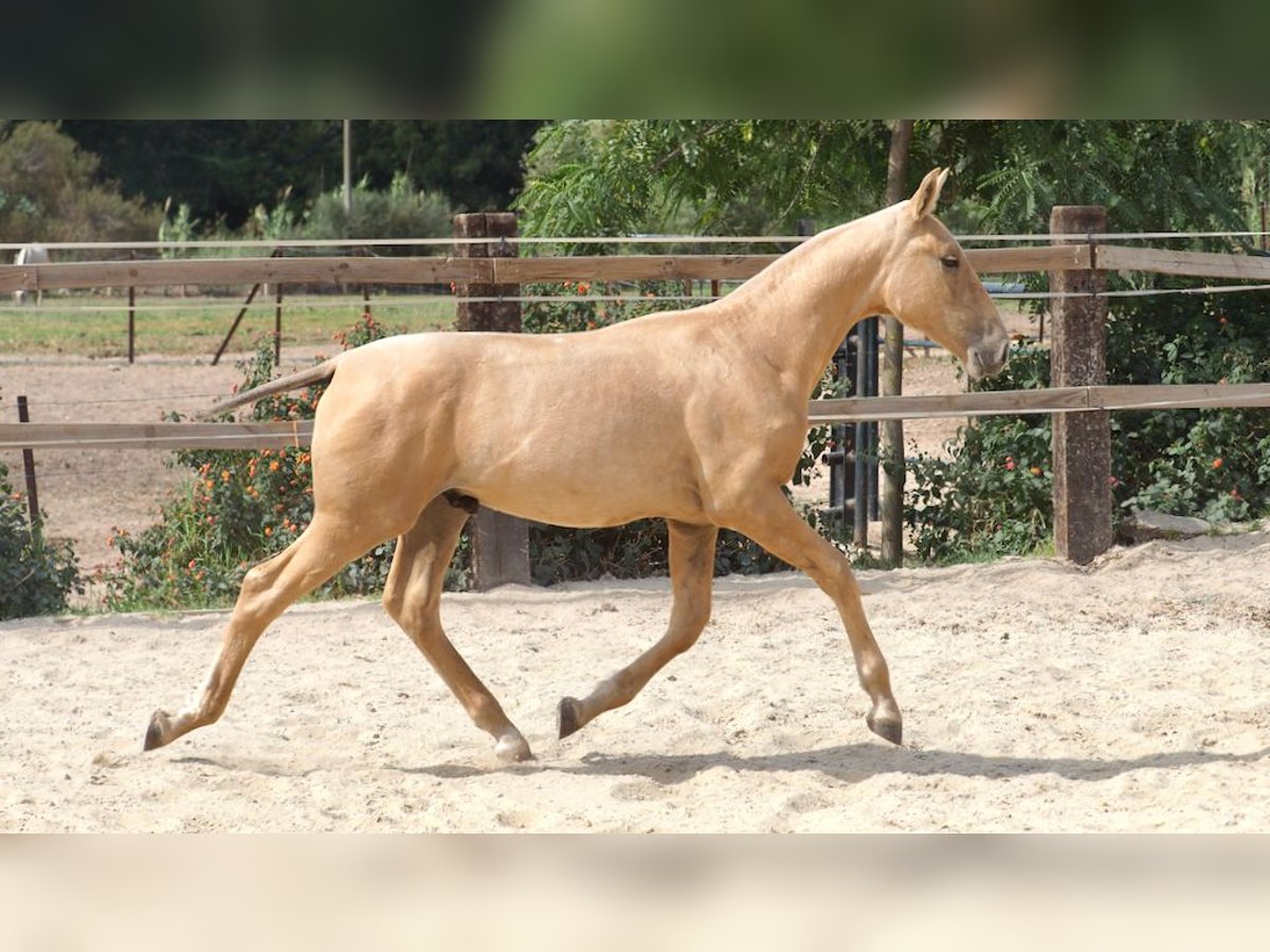 PRE Stallion 2 years 14,2 hh Palomino in NAVAS DEL MADRONO