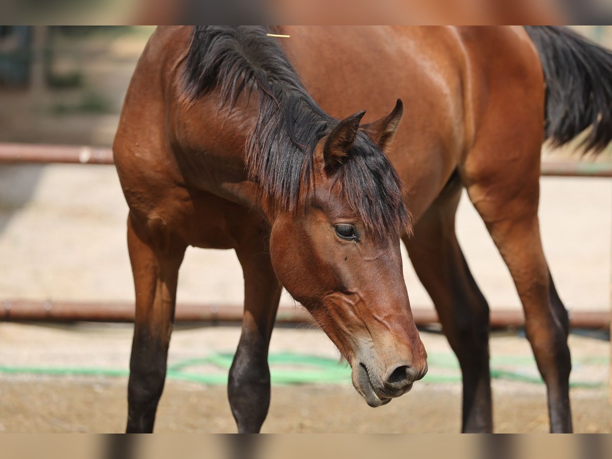 PRE Mix Stallion 2 years 14,2 hh Brown in Speyer