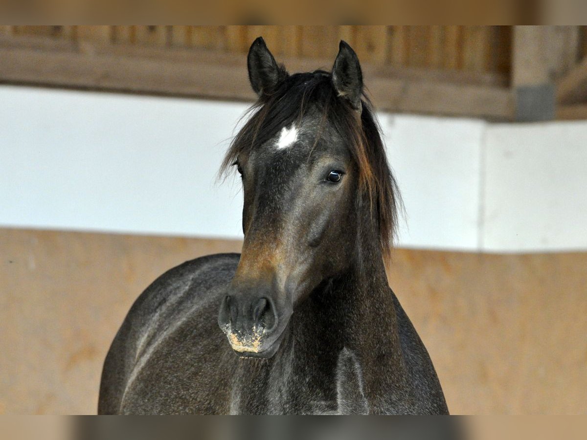 PRE Stallion 2 years 15,1 hh Gray in Waldhölzbach