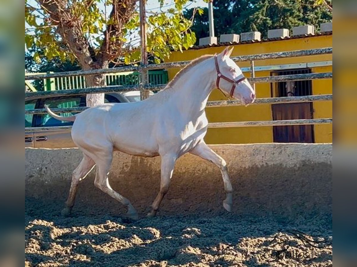 PRE Stallion 2 years 15,1 hh Perlino in Barcelona