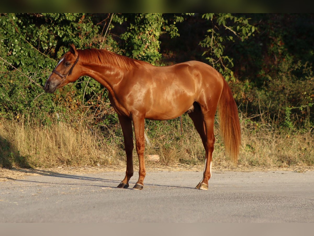 PRE Mix Stallion 2 years 15,1 hh Sorrel in Vilanova I La Geltru