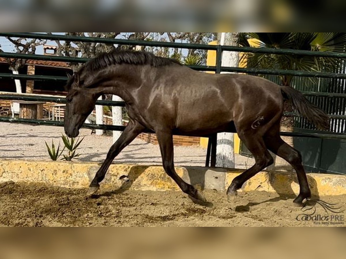 PRE Stallion 2 years 15,2 hh Black in Barcelona