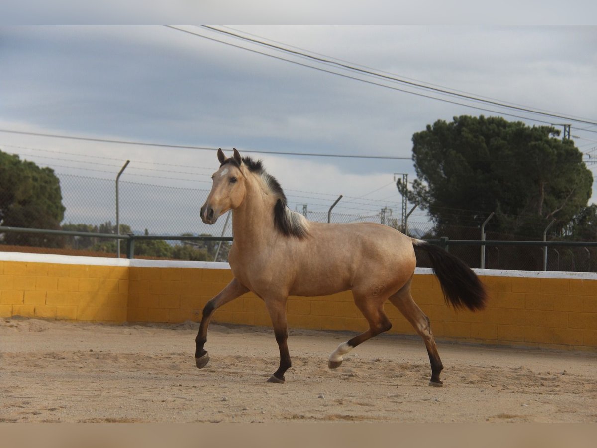 PRE Mix Stallion 2 years 15,2 hh Dun in Hamburg