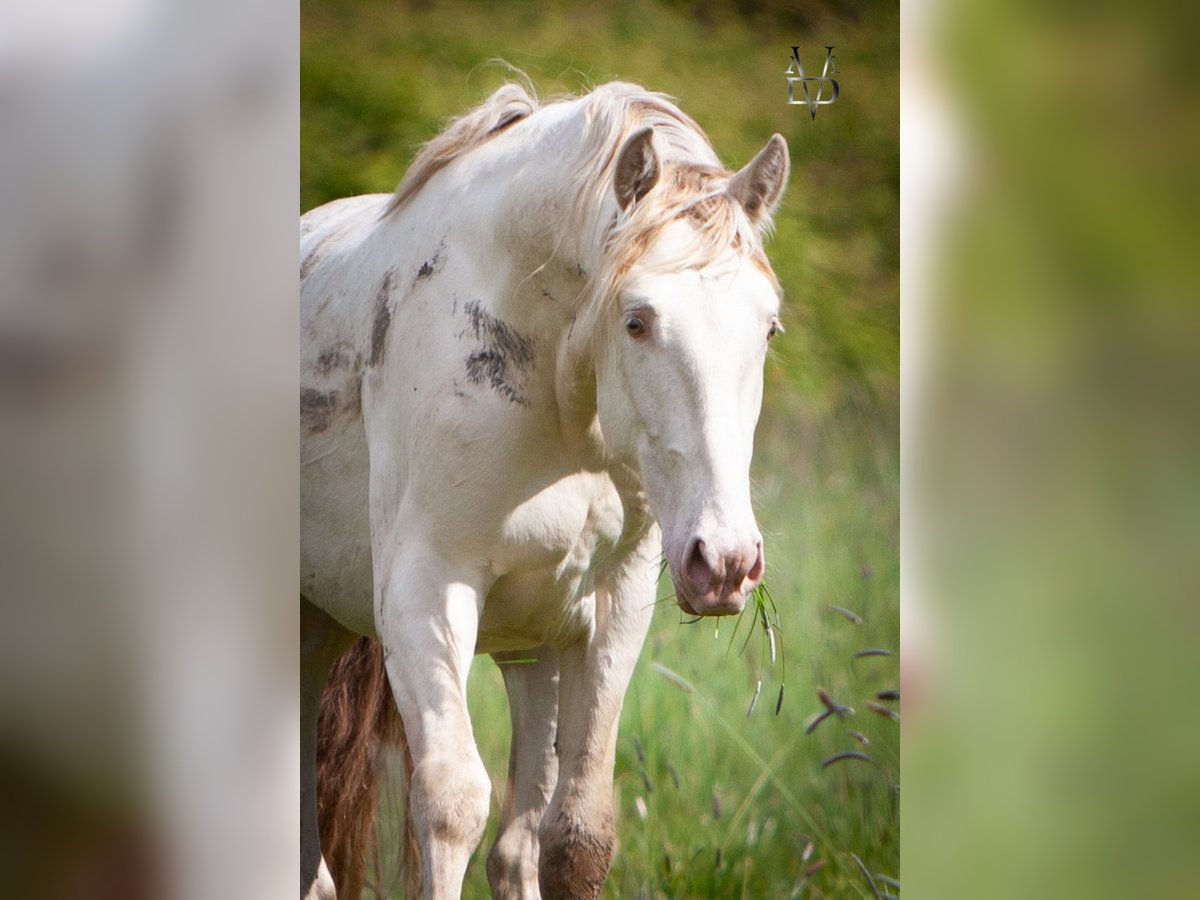 PRE Mix Stallion 2 years 15,2 hh Dun in Deauville