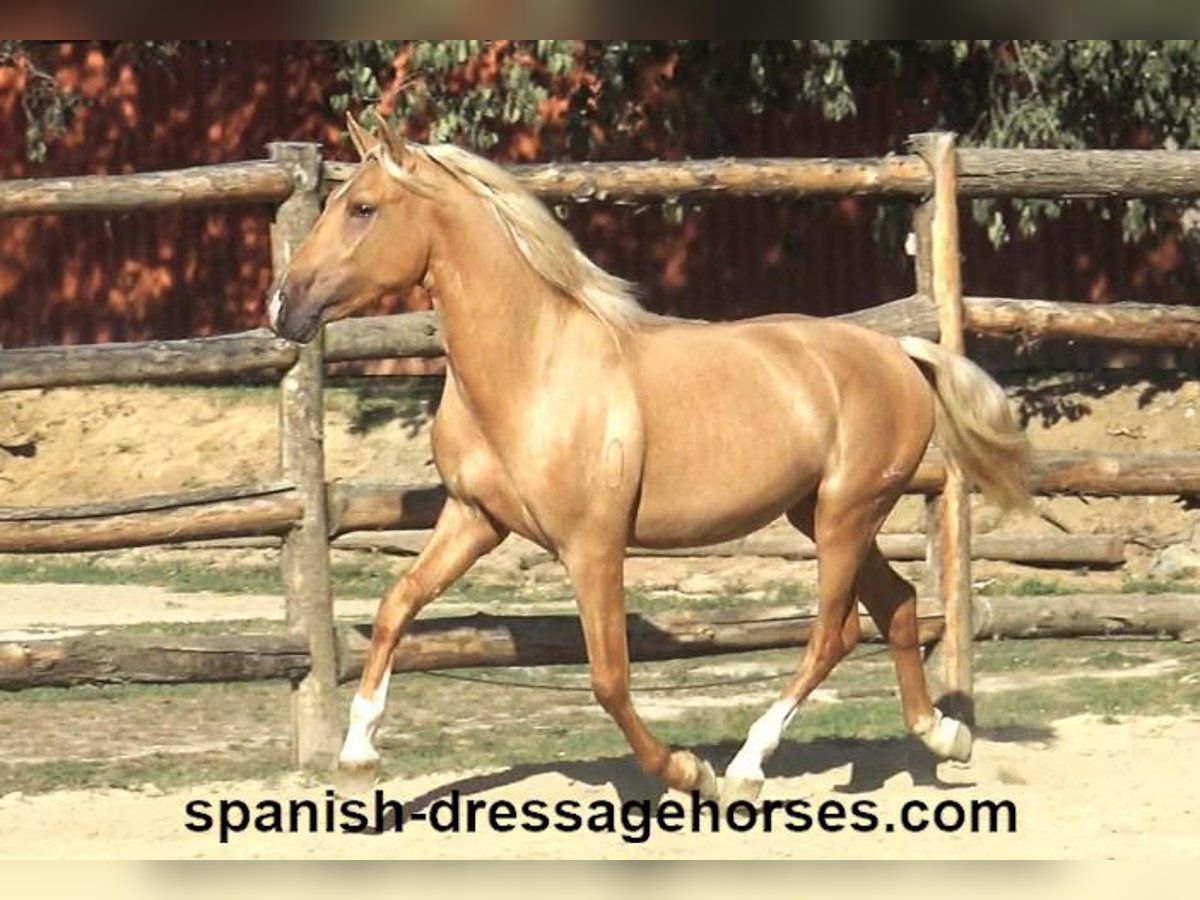 PRE Stallion 2 years 15,2 hh Palomino in Pedret i Marzá Cataluña