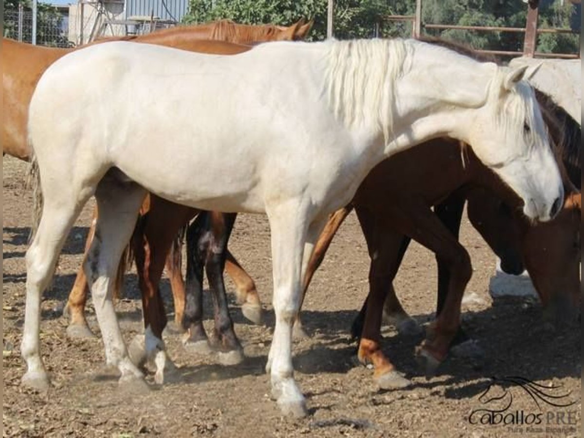 PRE Stallion 2 years 15,2 hh Palomino in Alicante