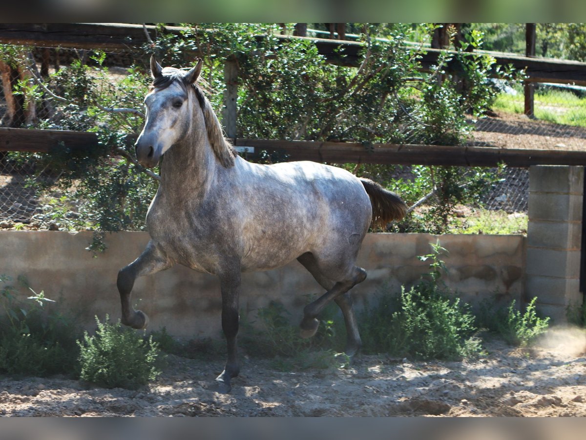 PRE Stallion 2 years 15,3 hh Gray-Dapple in Sagunt/Sagunto