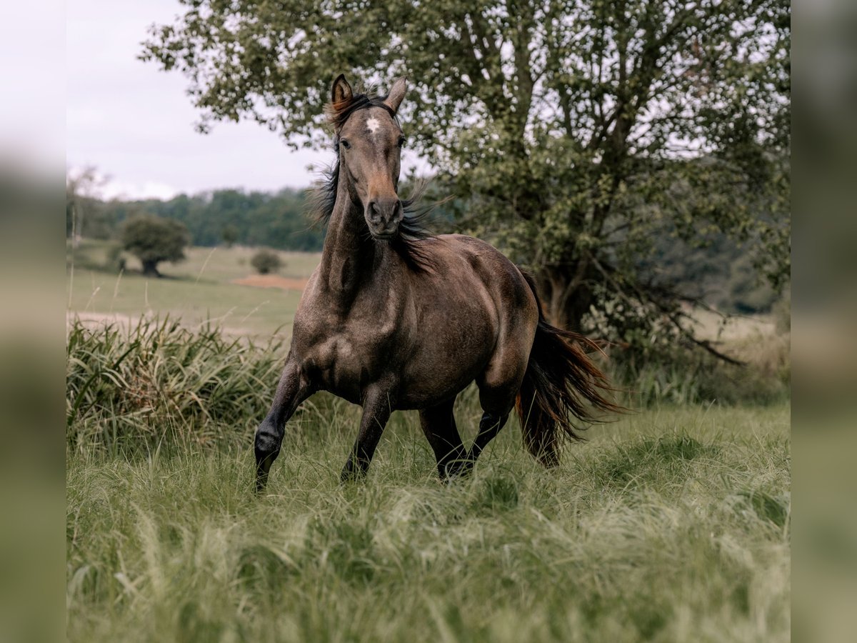 PRE Mix Stallion 2 years 15,3 hh Gray in Otterberg