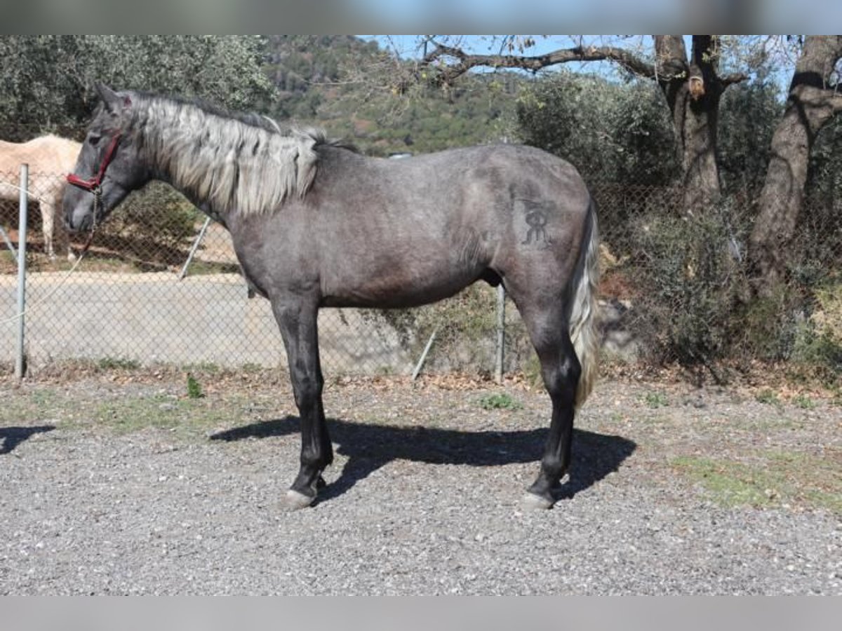PRE Mix Stallion 2 years 15,3 hh Gray in Barcelona