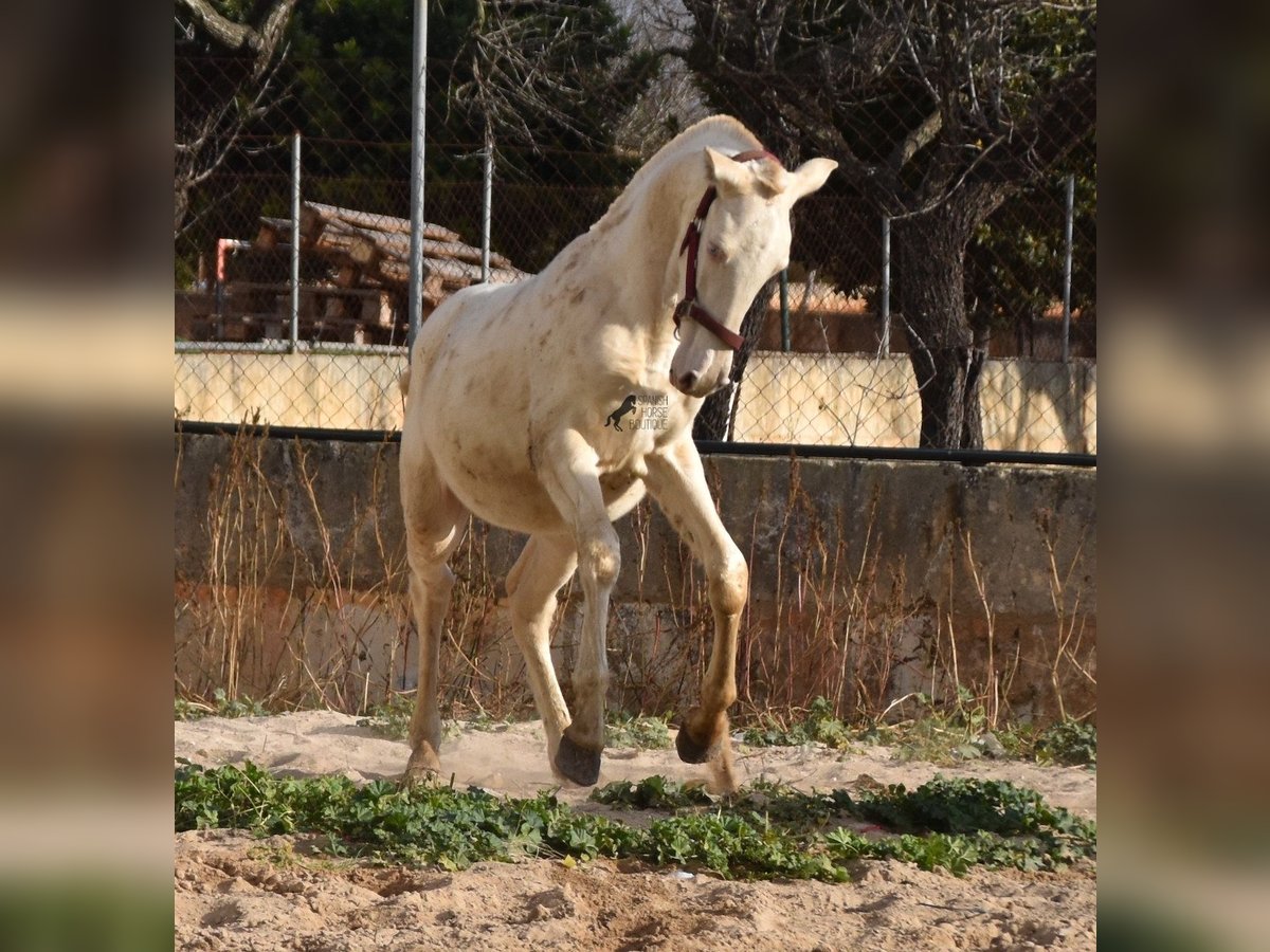 PRE Stallion 2 years 15,3 hh Perlino in Mallorca