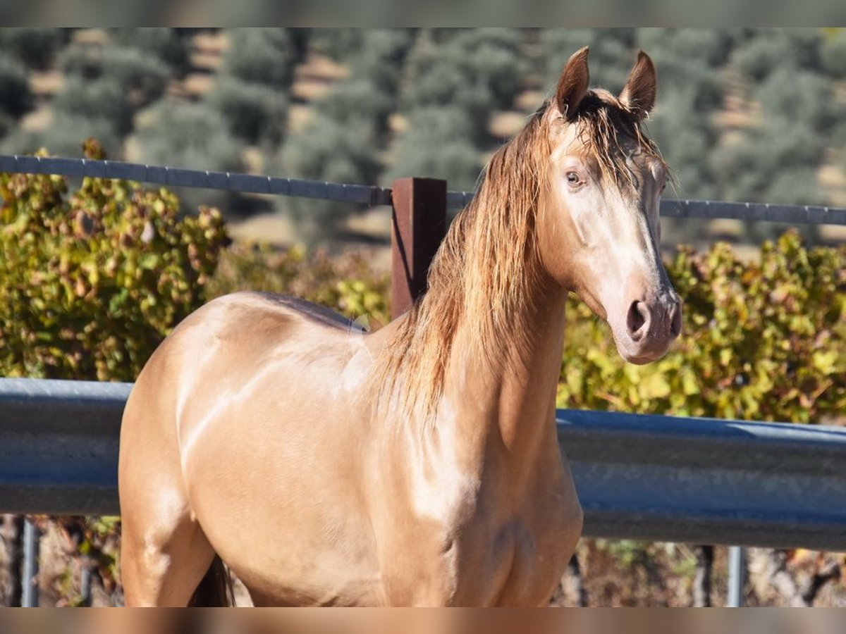 PRE Stallion 2 years 15,1 hh Pearl in Provinz Cordoba