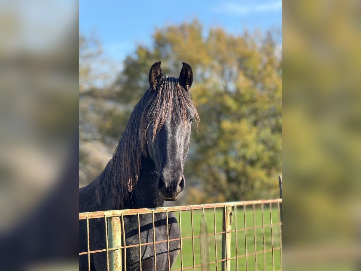 PRE Stallion 2 years 15,2 hh Black in Bilbao
