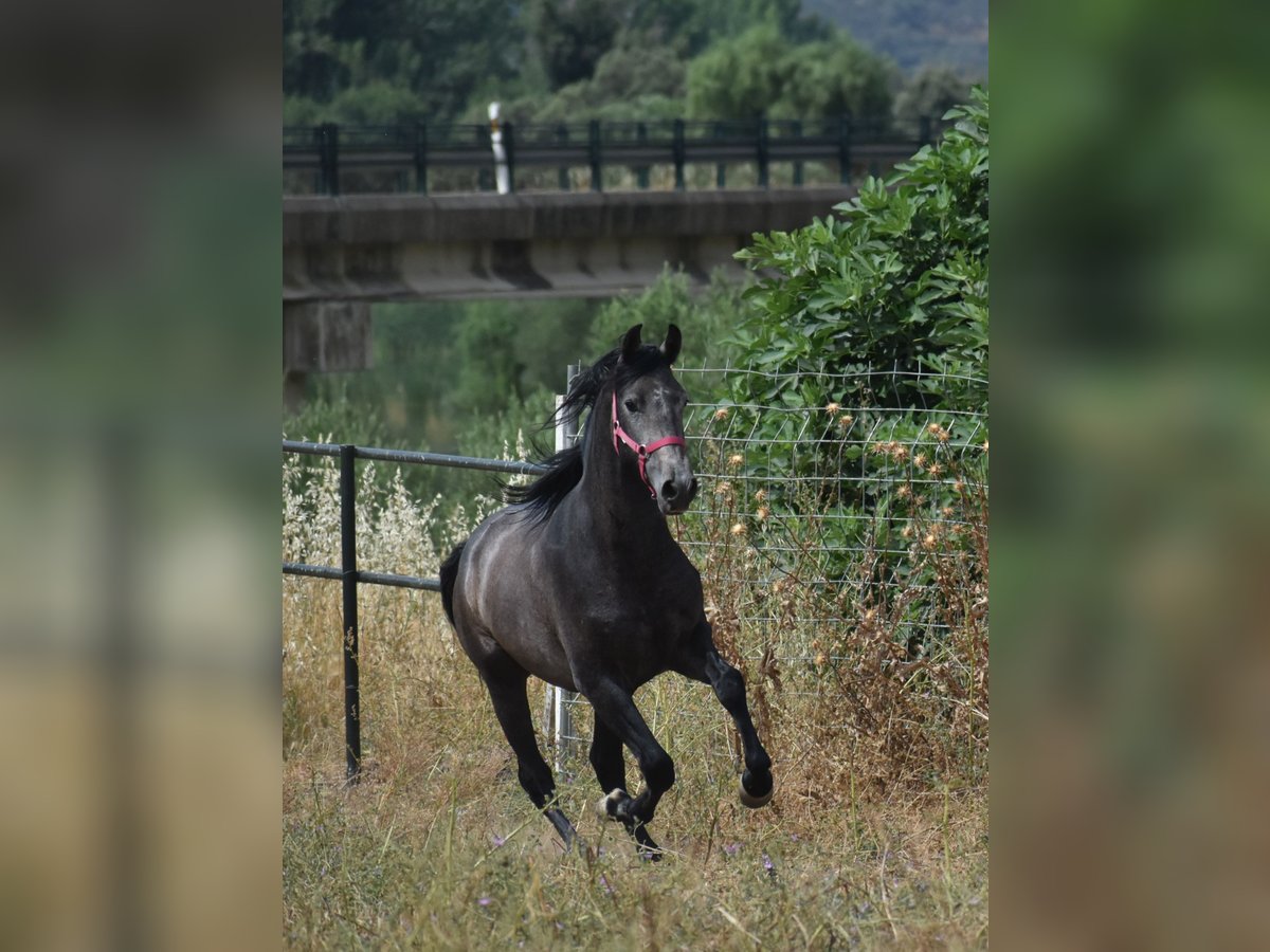 PRE Mix Stallion 2 years 15,2 hh Gray-Dapple in Sevilla