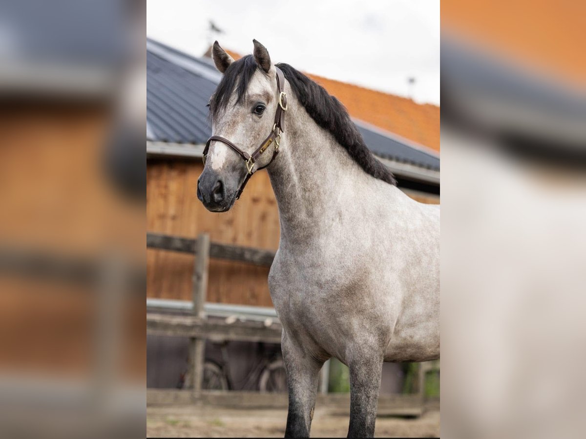 PRE Mix Stallion 2 years 15,2 hh Grey in Poeldijk