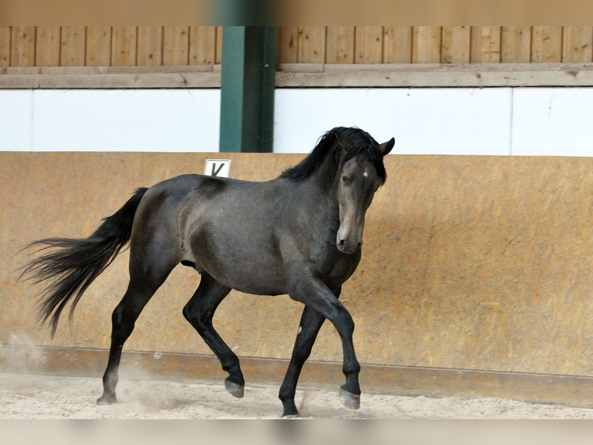 PRE Stallion 2 years 15,2 hh Grey in Waldh&#xF6;lzbach