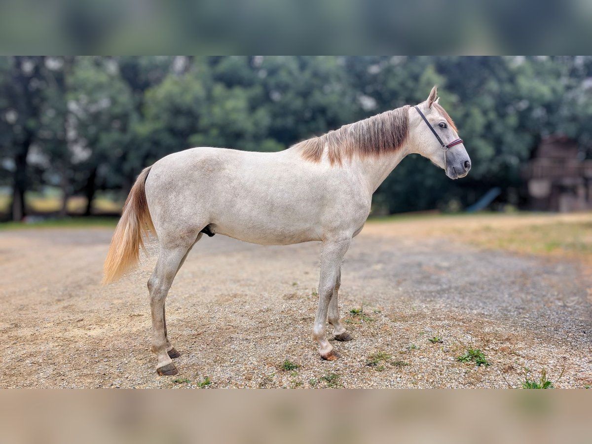 PRE Mix Stallion 2 years 15,2 hh Grey in Caumont