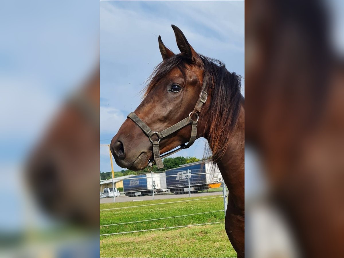 PRE Mix Stallion 2 years 15,3 hh Brown in Bahlingen am KaiserstuhlBahlingen