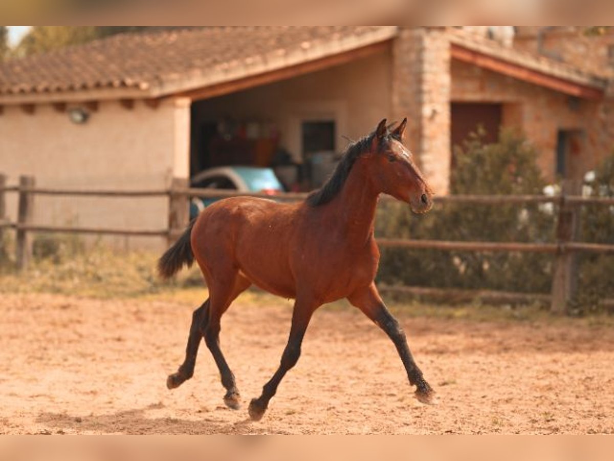 PRE Stallion 2 years 15,3 hh Brown in Felanitx