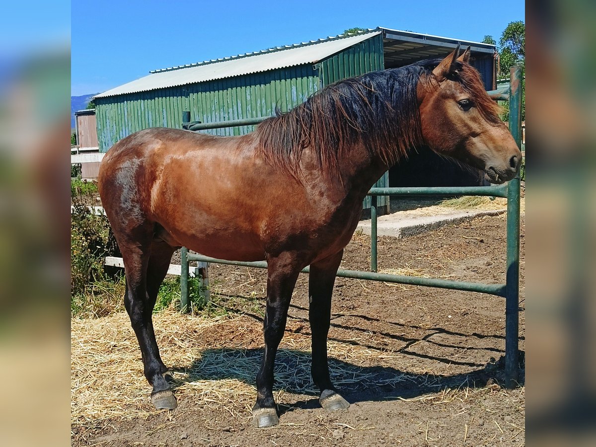 PRE Mix Stallion 2 years 15,3 hh Buckskin in Tarifa