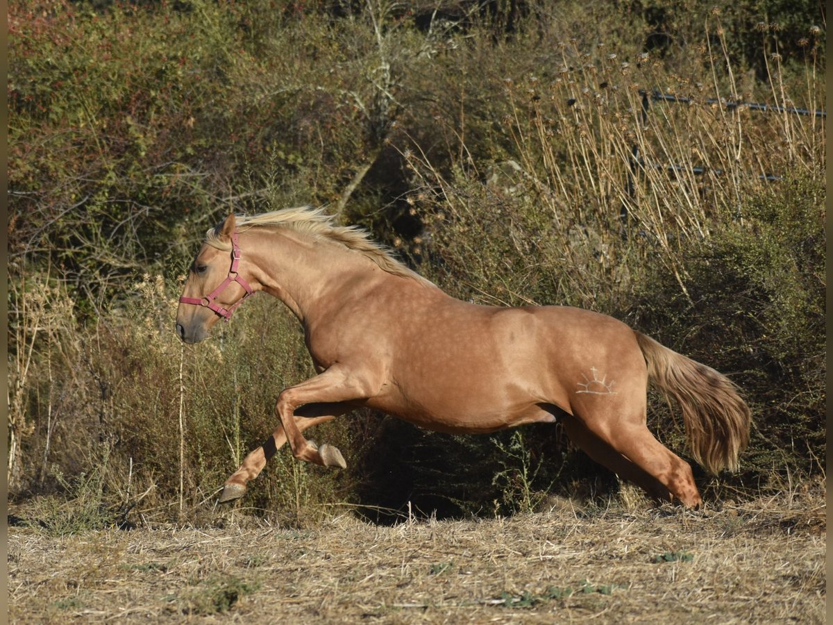 PRE Mix Stallion 2 years 15,3 hh Palomino in El Real De La Jara PRE Mix Stallion 2 years 15,3 hh Palomino in El Real De La Jara