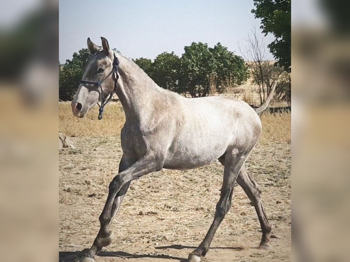 PRE Stallion 2 years 16,1 hh Gray in Ahillones