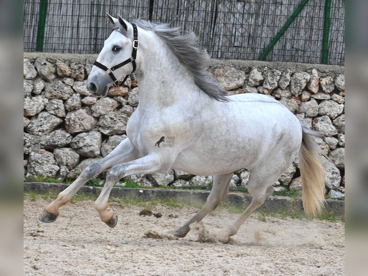 PRE Stallion 2 years 16,1 hh Grey in Menorca
