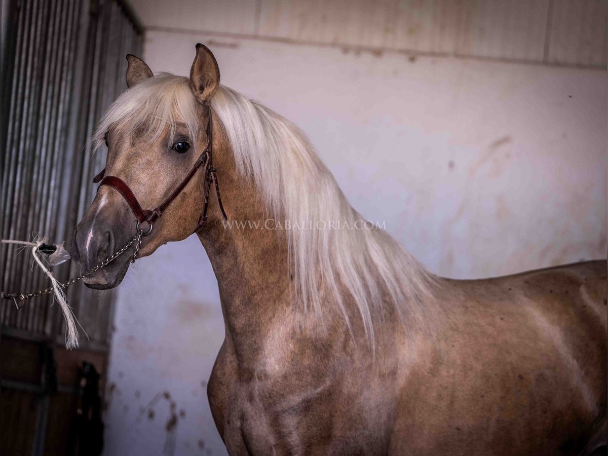 PRE Stallion 2 years 16,1 hh Palomino in Rafelguaraf