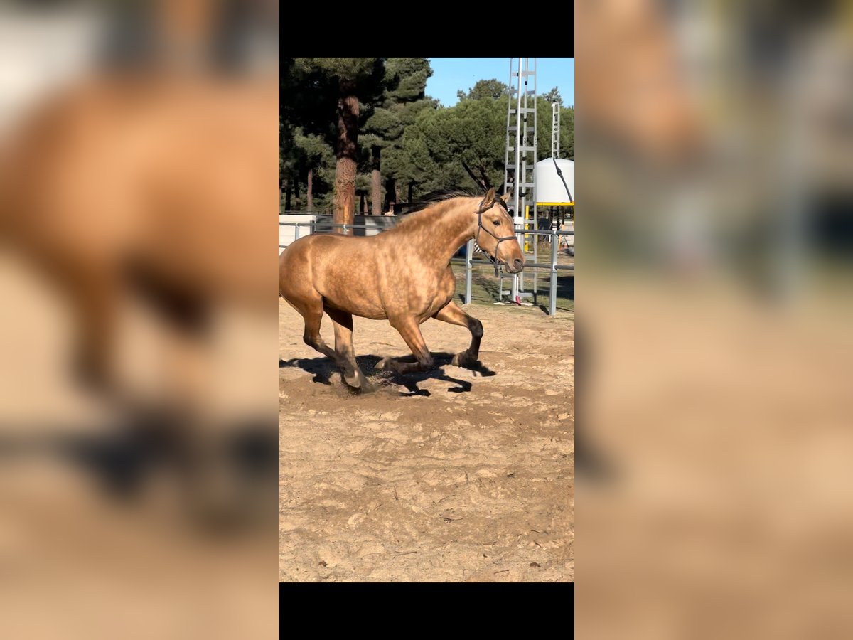 PRE Stallion 2 years 16,2 hh Dun in Arevalo