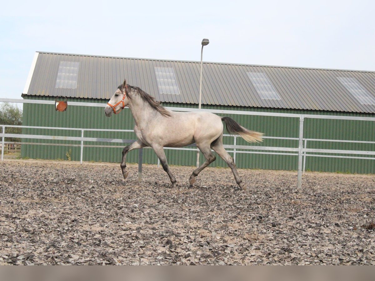 PRE Mix Stallion 2 years 16,2 hh Gray in Den Haag