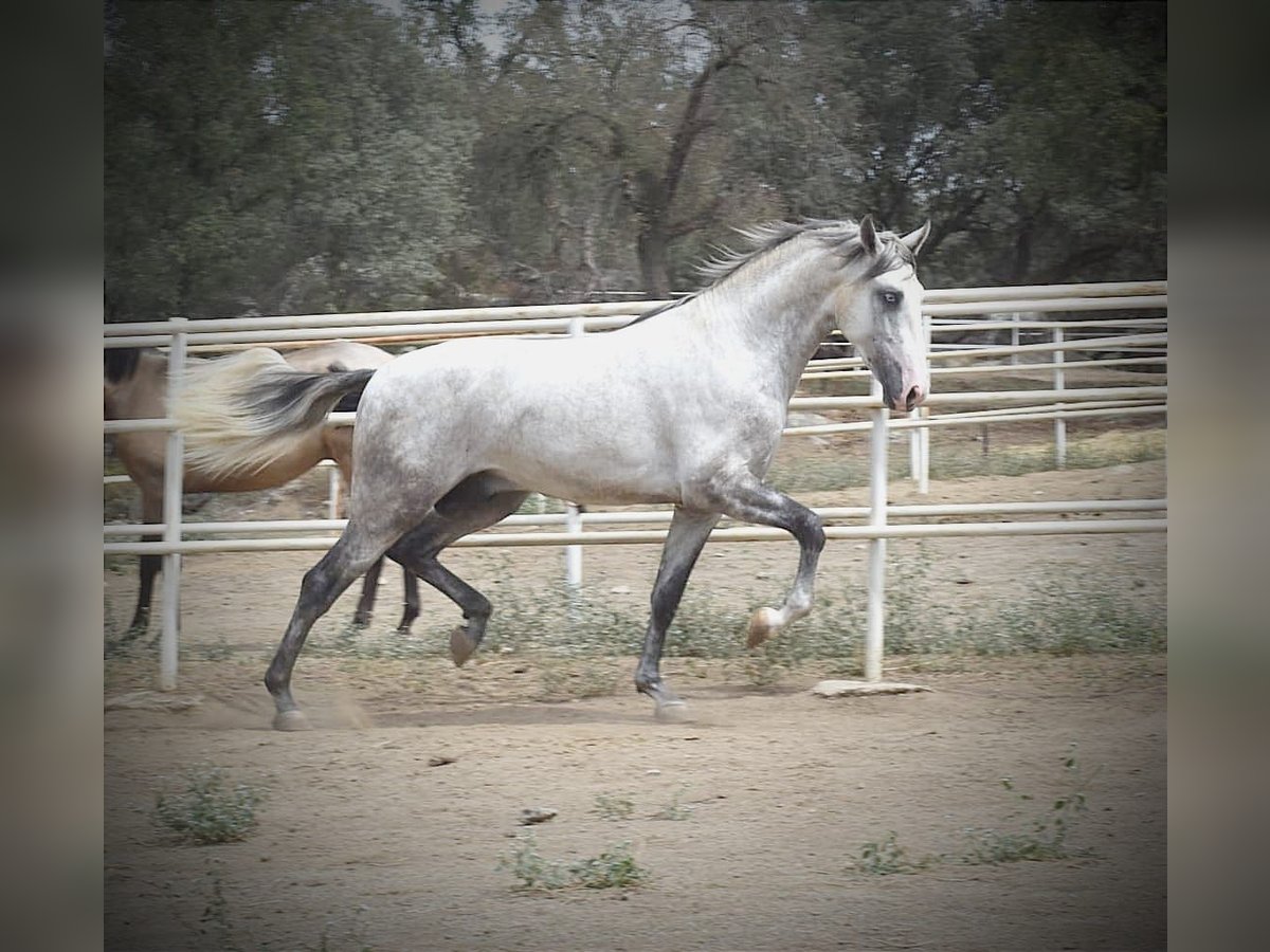 PRE Stallion 2 years 16,2 hh Gray in El Real De La Jara
