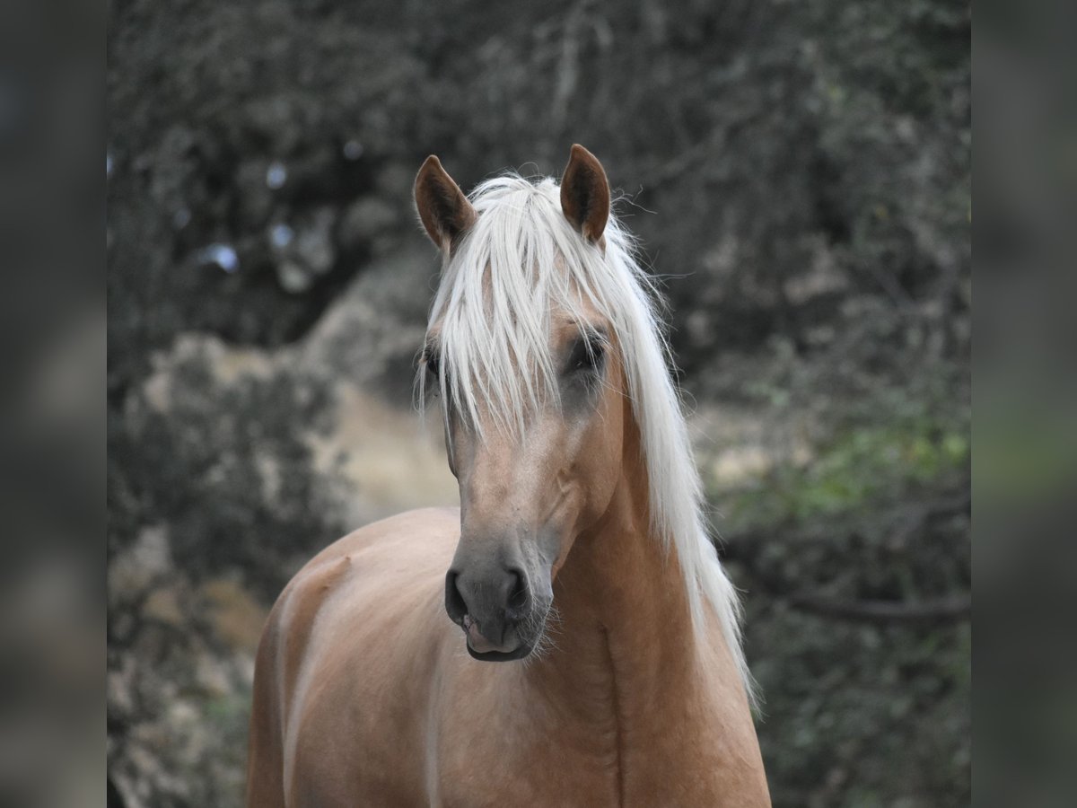 PRE Stallion 2 years 16,2 hh Palomino in El Real De La Jara