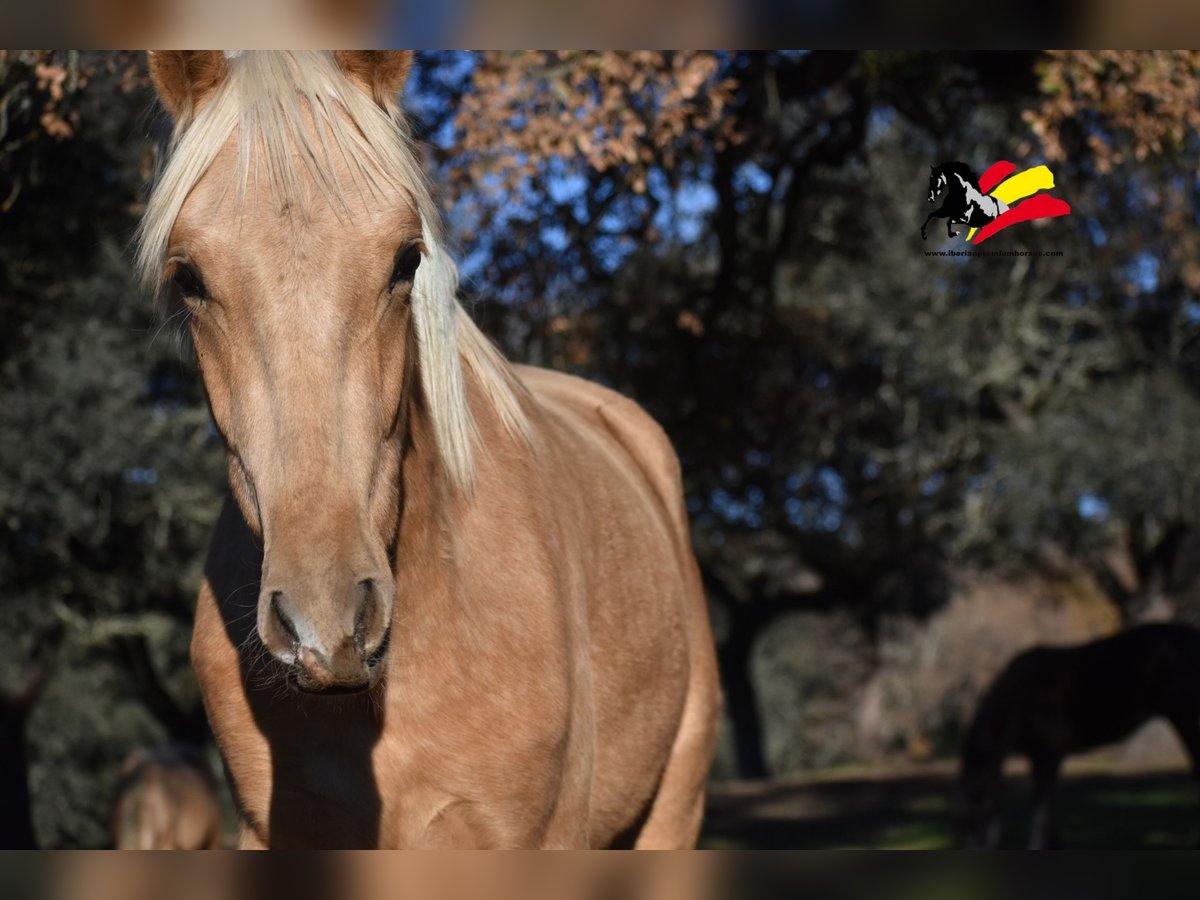 PRE Stallion 2 years 16,2 hh Palomino in El Real de la Jara, Sevilla