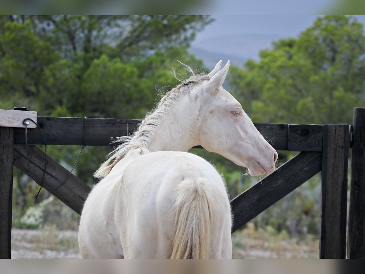 PRE Mix Stallion 2 years 16,3 hh Perlino in Alcoi/Alcoy