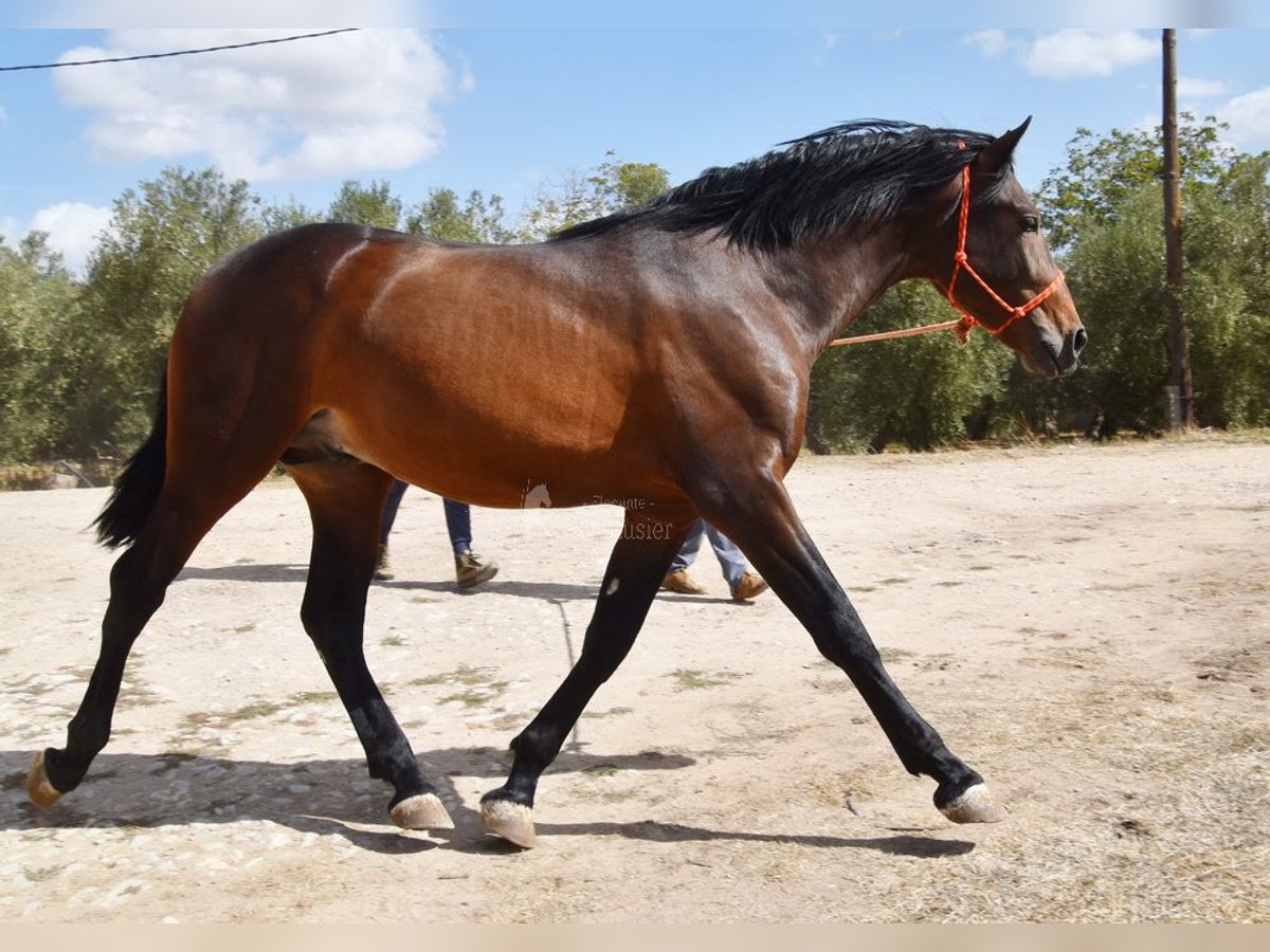 PRE Mix Stallion 2 years 16 hh in Provinz Granada