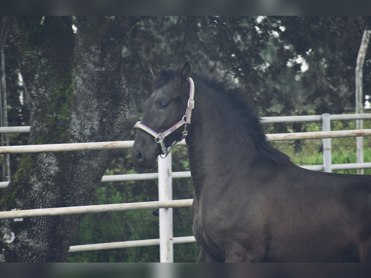 PRE Stallion 2 years 16 hh Black in El Real De La Jara
