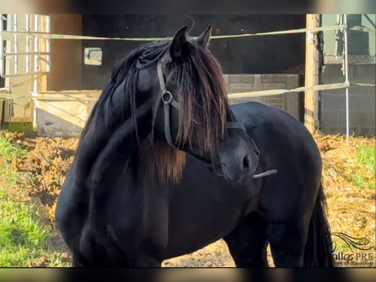 PRE Stallion 2 years 16 hh Black in Barcelona