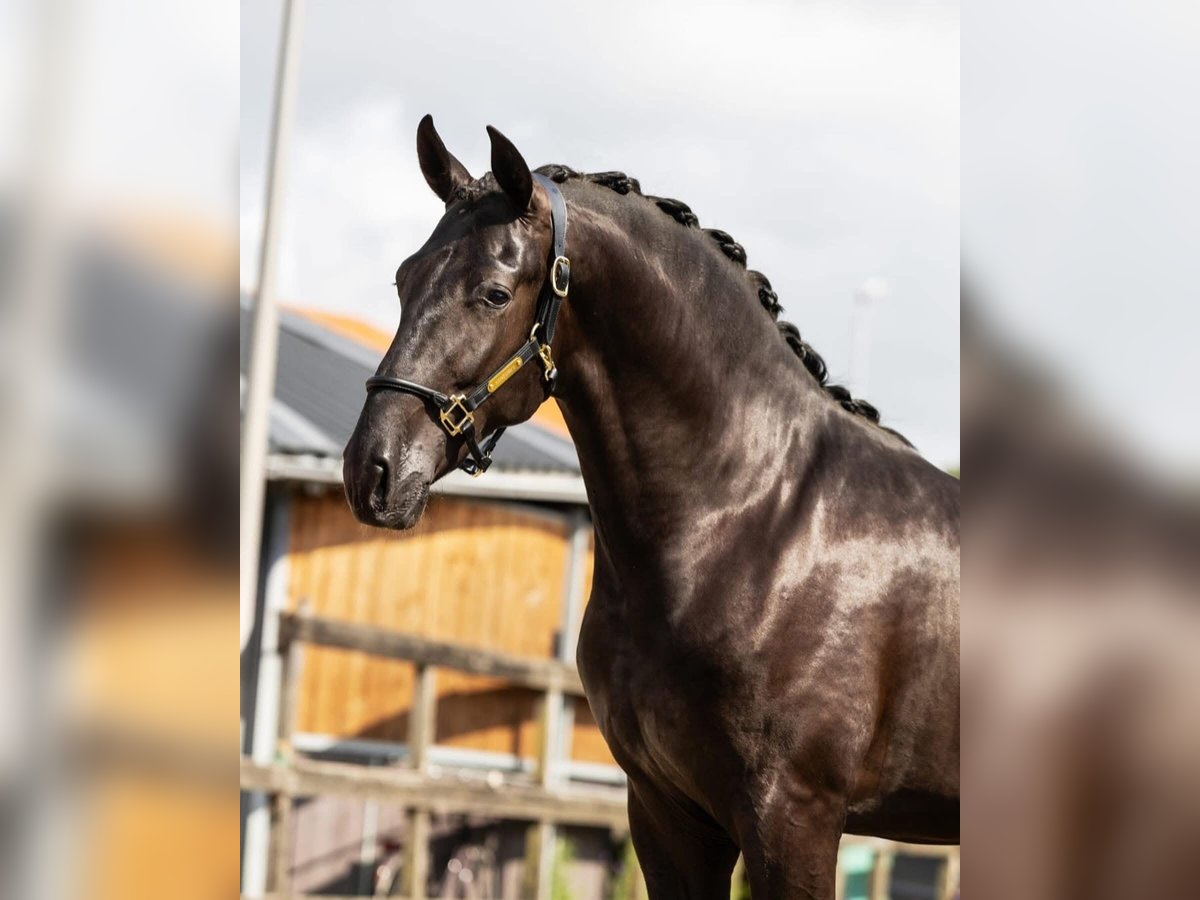 PRE Mix Stallion 2 years 16 hh Black in Poeldijk