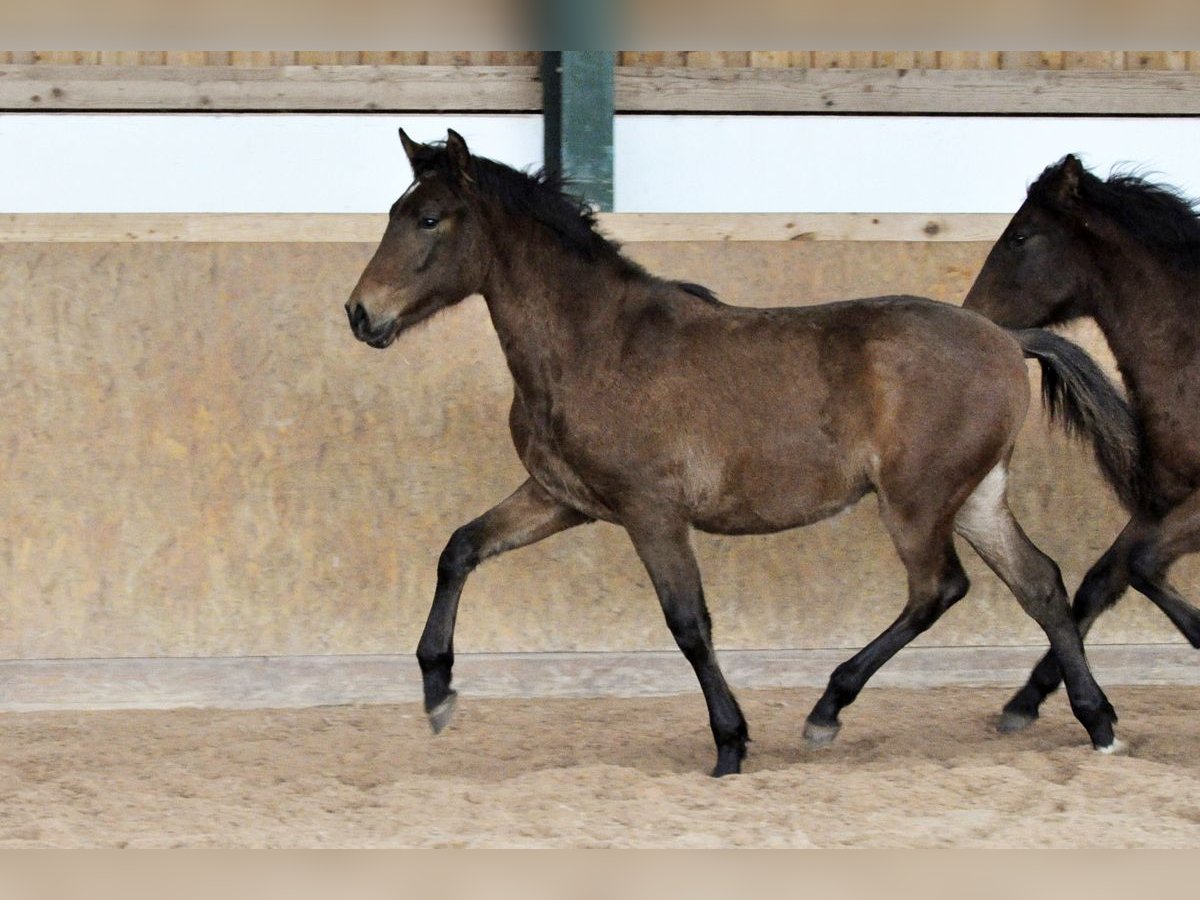 PRE Stallion 2 years 16 hh Brown in Waldh&#xF6;lzbach