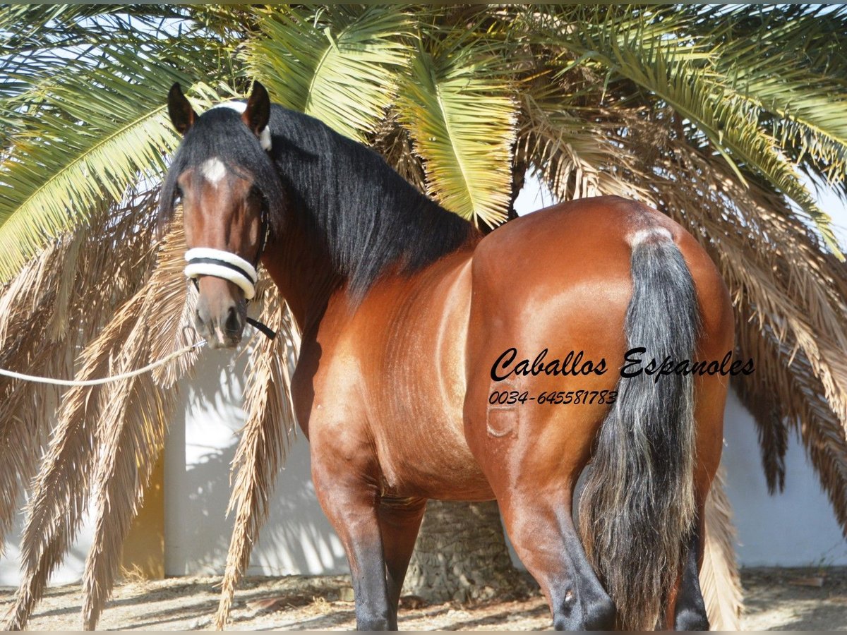 PRE Stallion 2 years 16 hh Brown in Vejer de la Frontera