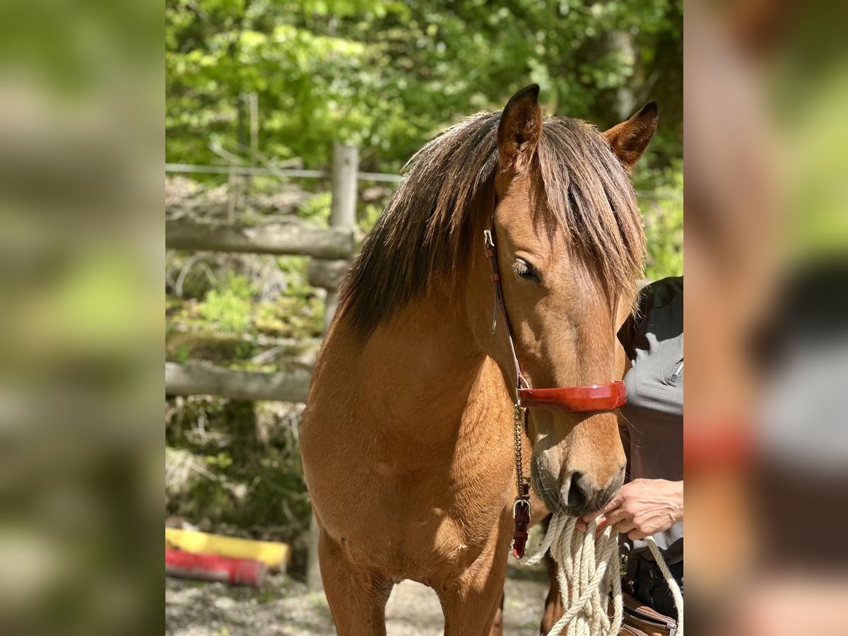 PRE Mix Stallion 2 years 16 hh Brown-Light in Windeck