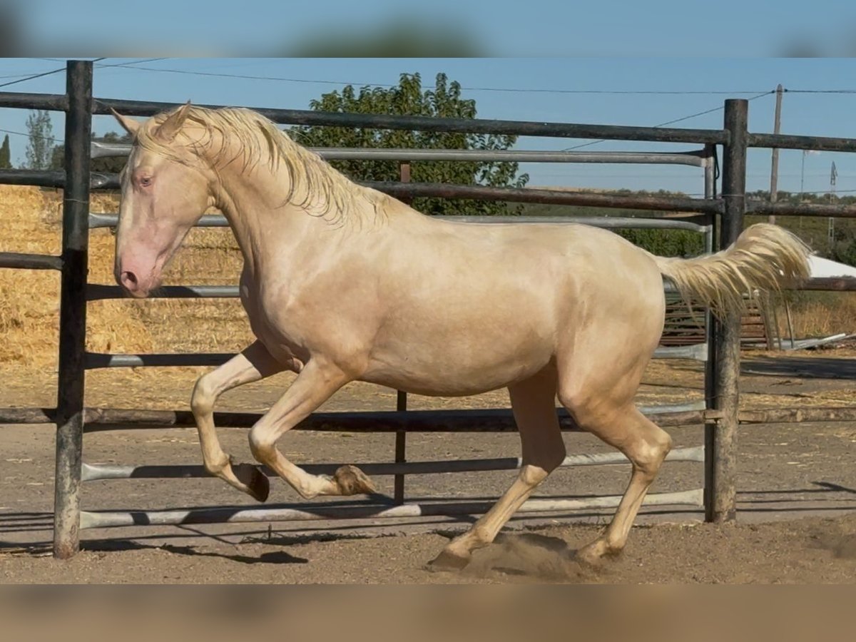 PRE Mix Stallion 2 years 16 hh Cremello in Santa Marta