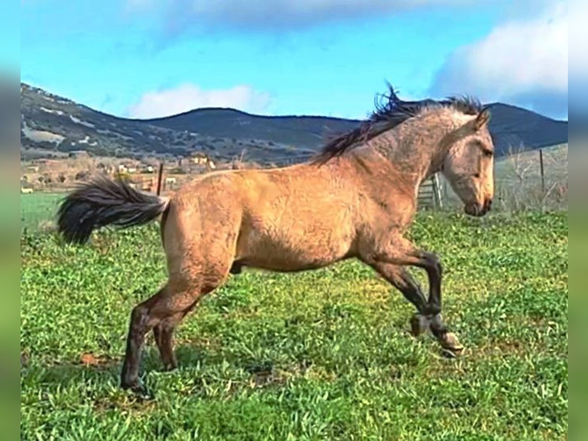 PRE Stallion 2 years 16 hh Dun in Cabezarrubias Del Puerto