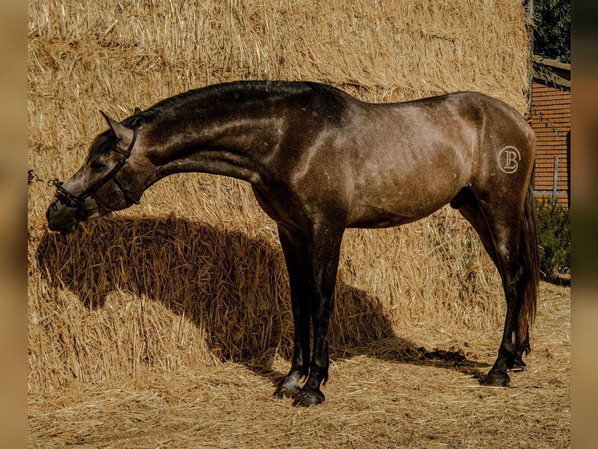 PRE Mix Stallion 2 years 16 hh Grey in Illescas