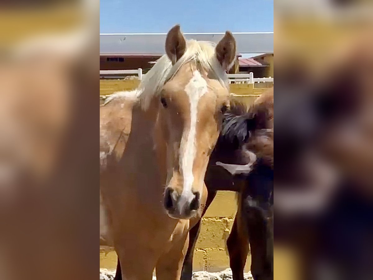 PRE Mix Stallion 2 years 16 hh Palomino in El Catllar
