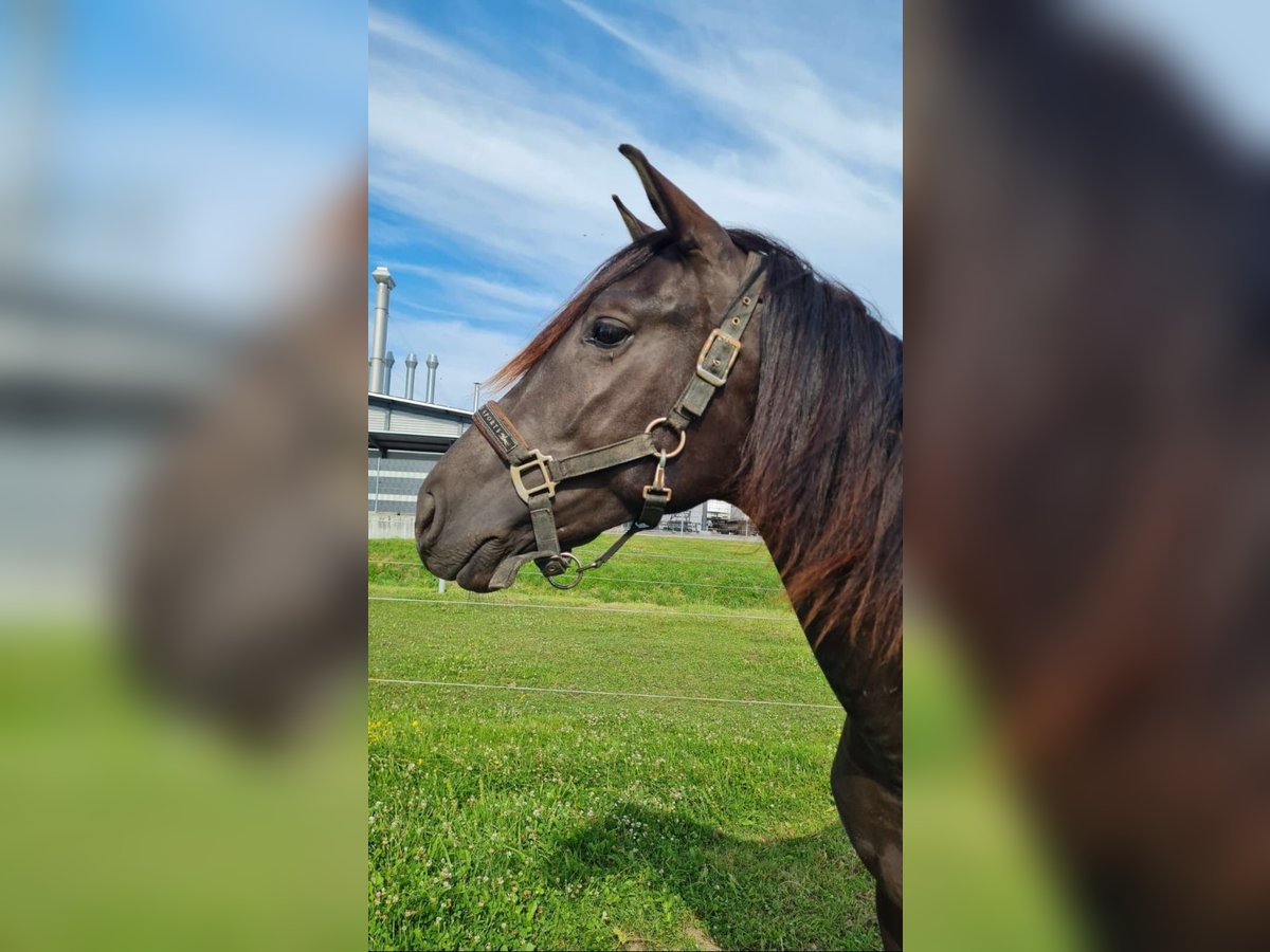 PRE Mix Stallion 2 years 16 hh Smoky-Black in Bahlingen am KaiserstuhlBahlingen