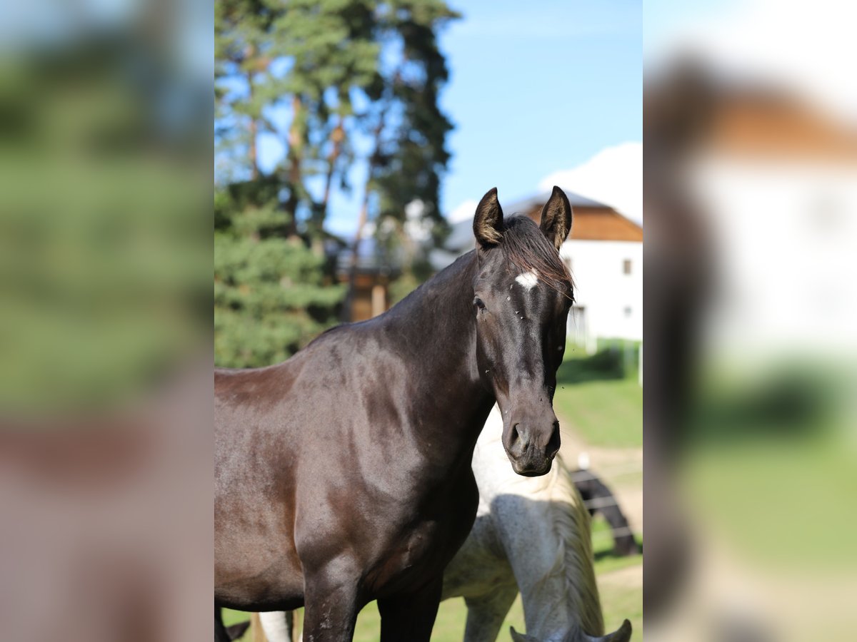 PRE Stallion 2 years 16,1 hh Black in Kefermarkt